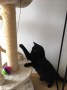 Piu 4